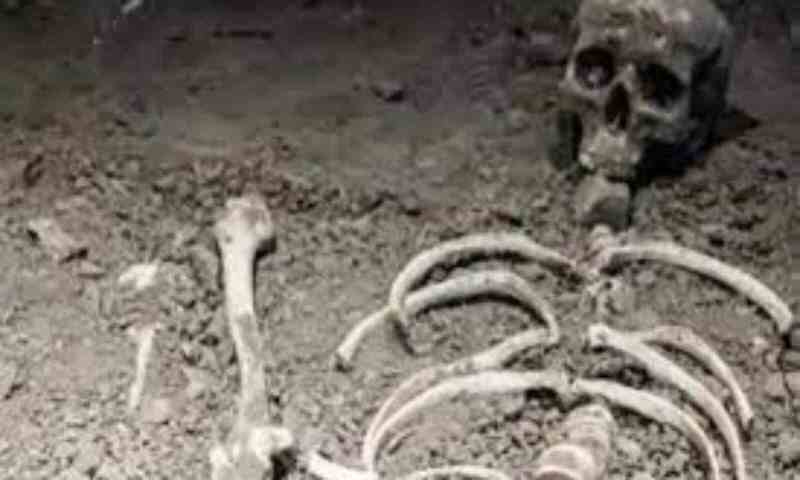 Himachal Pradesh High Court Retired Person Skeleton Found In House