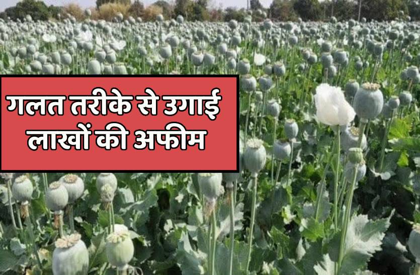 अफीम का खेत मिला : अवैध तरीके से कर रहे थे खेती, मौके पर पहुंचा भारी पुलिस बल
