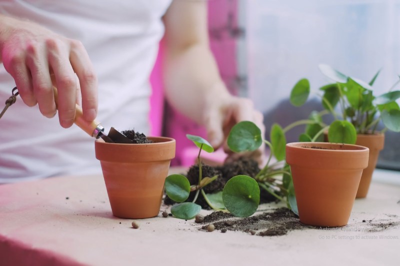 Vastu Tips for plant, vastu shastra, vastu, vastu upay, money plant vastu direction, money plant benefits, वास्तु शास्त्र, वास्तु टिप्स,