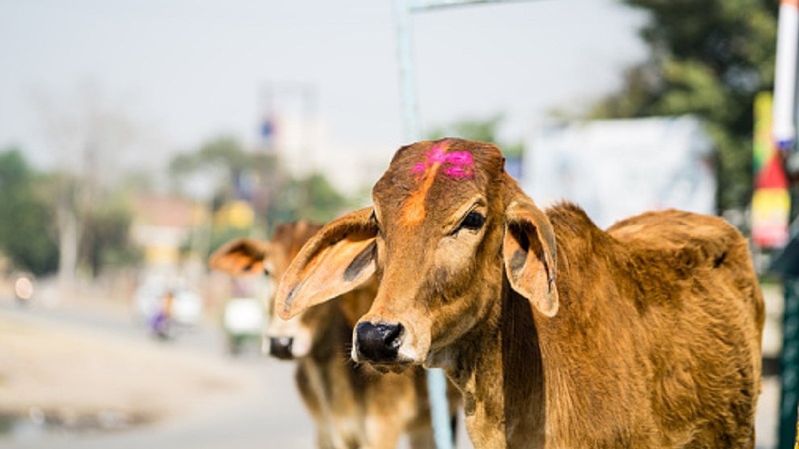 File Photo of Cow's relief from Cow Slaughter House