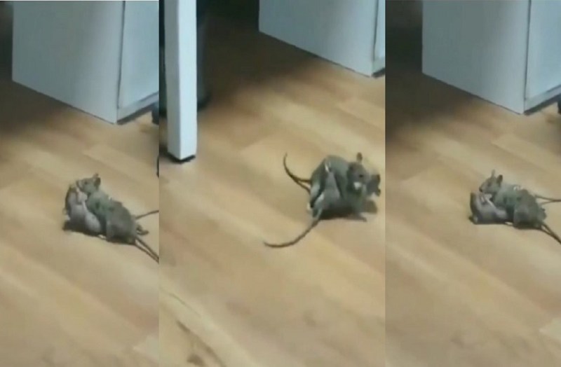 Rats fighting funny video went viral online