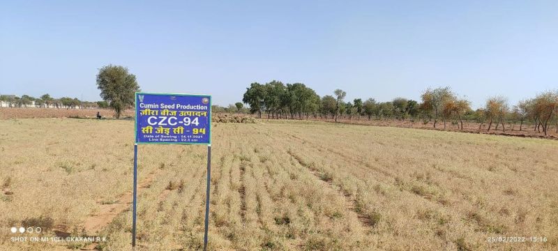 Spice: मौसम में बदलाव के बावजूद 140 की जगह 100 दिन में हो गया जीरा