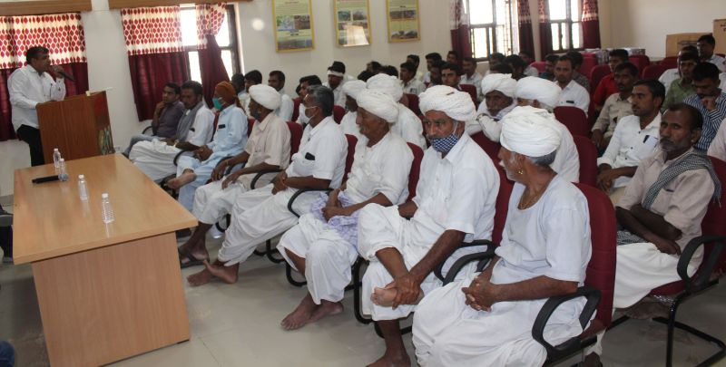 जीरा की सबसे बड़ी समस्या अंधाधुंध रासायनिक उर्वरक एवं कीटनाशक का प्रयोग