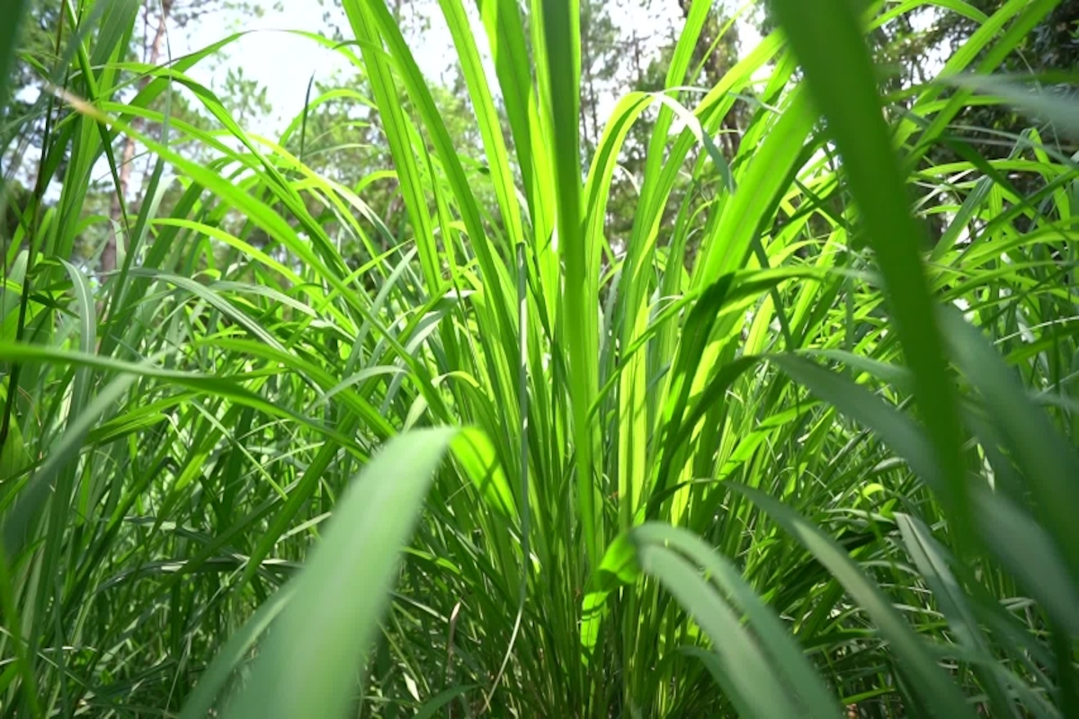 Know About Lemongrass Farming Cultivation and Planting Benefits