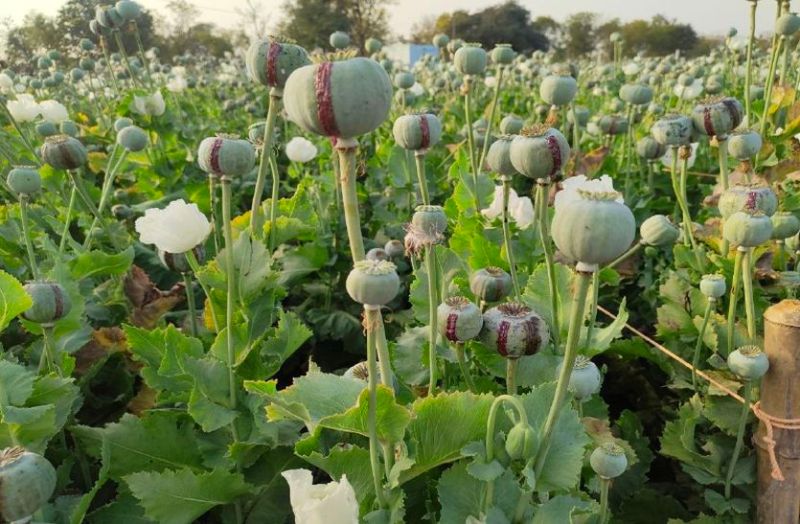 Dode arrived, but CPS guideline did not come