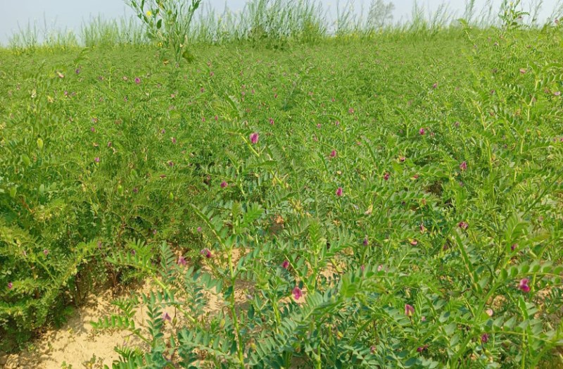 किसानों को उम्मीद--- इस बार रबी में ‘मीरा’ चना का रेकॉर्ड बंपर उत्पादन