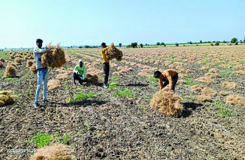 किसानों की आफत: मसूर- चना की कटाई में खर्च होगी 34 करोड़ की अतिरिक्त राशि