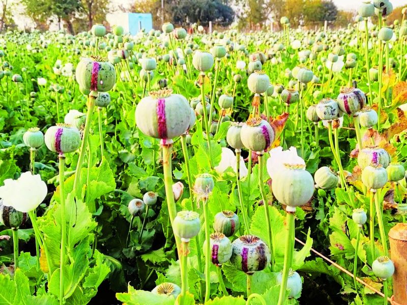 Farmers raise opium crops like their own children