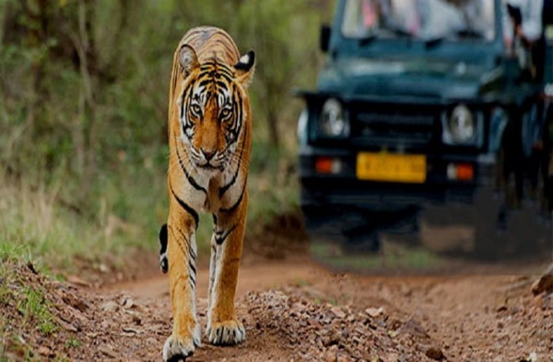 900 से भी ज्यादा दुर्लभ प्रजातियां खतरे में