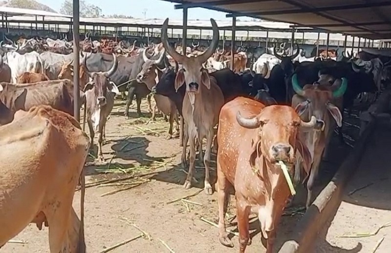 Gujarat News : इडर के 150 साल पुराने पांजरापोल में 116 गायों की मौत से हड़कंप