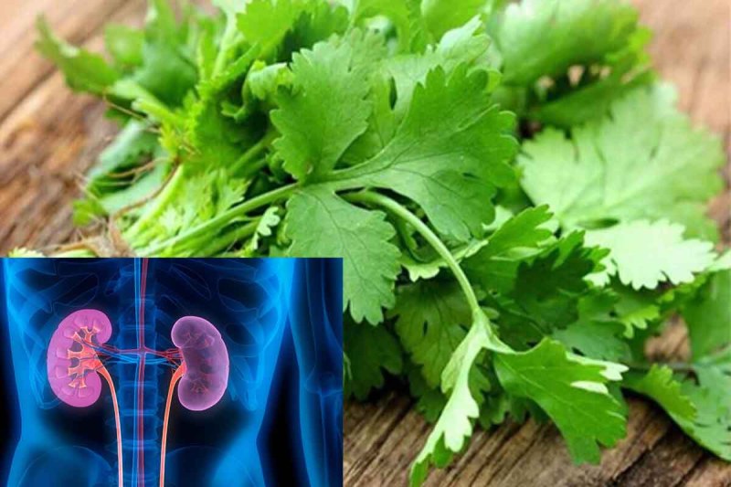 home and natural remedies, coriander leaves, coriander leaves benefits, coriander leaves health benefits, kidney health, good digestive system, धनिया पत्ती के फायदे,