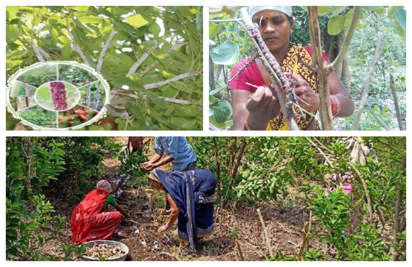 आत्मनिर्भर भारत की तरफ बढ़ रही हैं प्रयागराज की ये महिलाएं, जाने किस खेती को करने से बनी लखपति