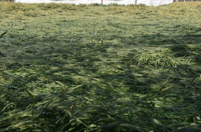 Ram is angry, but Raj is not angry