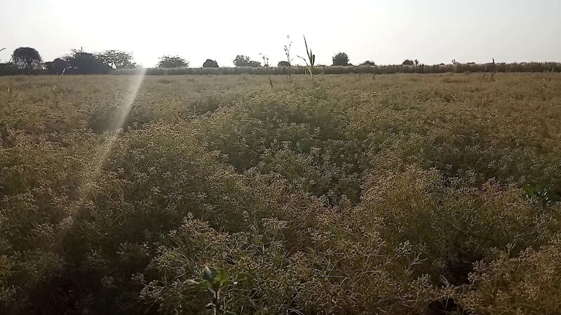 CUMIN IN WESTERN RAJASTHAN--मौसम ले रहा करवट, और जीरा बन रहा 'जीव का बैरी'
