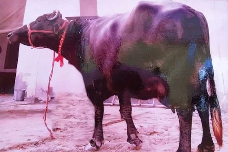 Haryana's Murti Buffalo Died At The Age of 18 Funeral Was Held In Honor