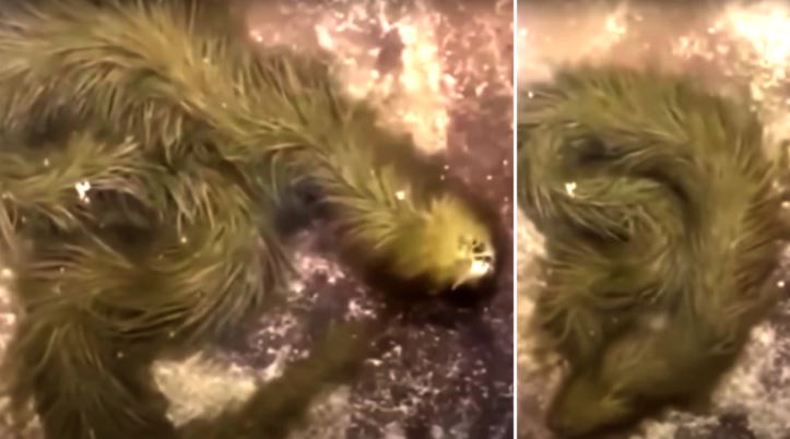 You Have Never Seen Such A Green Snake It Disappears Under Water