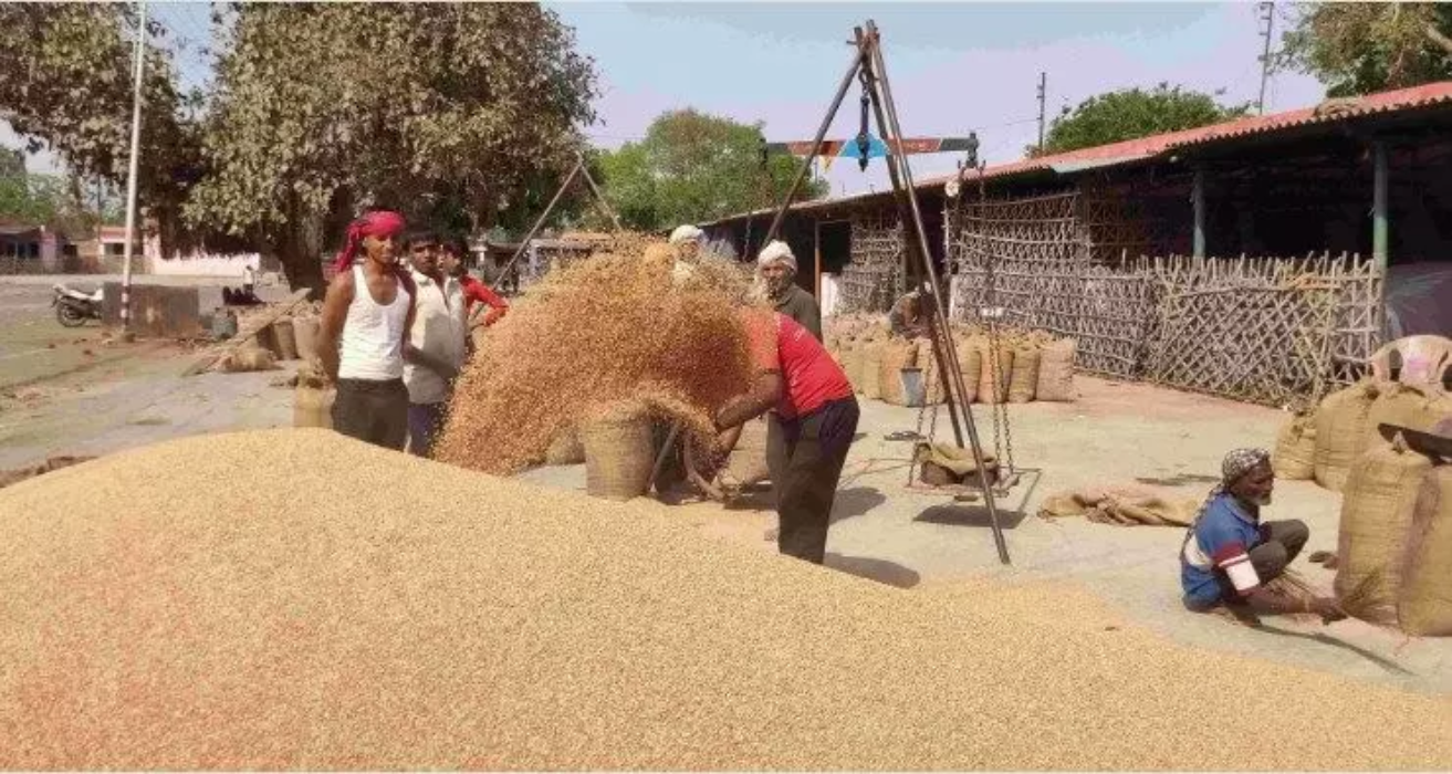 Government Purchase wheat : 1 अप्रैल से होगी गेंहू की सरकारी खरीद, इस नंबर पर किसानों को मिलेगी मदद