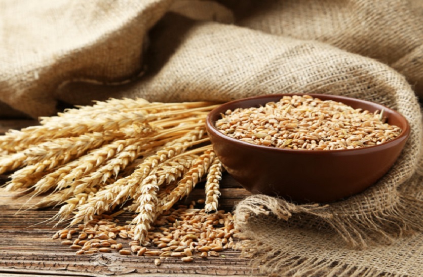 wheat at production: कोटा, बारां, श्योपुर मंडियों में नए गेहूं ने दी दस्तक