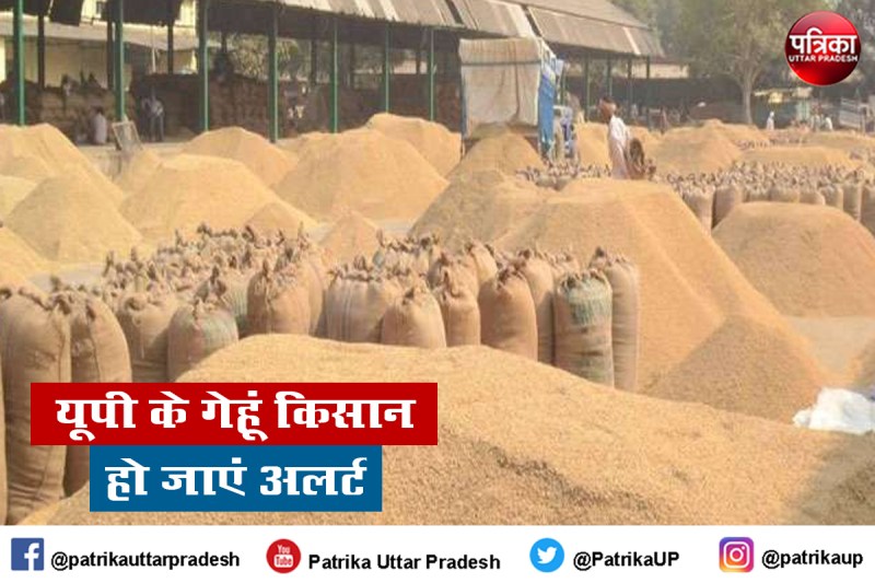 यूपी में 6000 केंद्रों पर एक अप्रैल से 15 जून तक होगी गेहूं खरीद, पंजीकरण शुरू