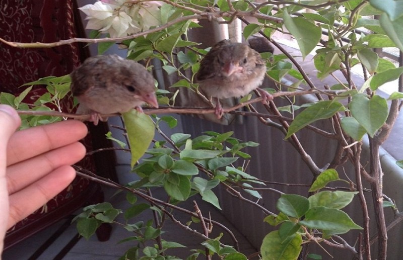 पेड़ों की डाल पर ऐेसे रहती हैं गौरैया