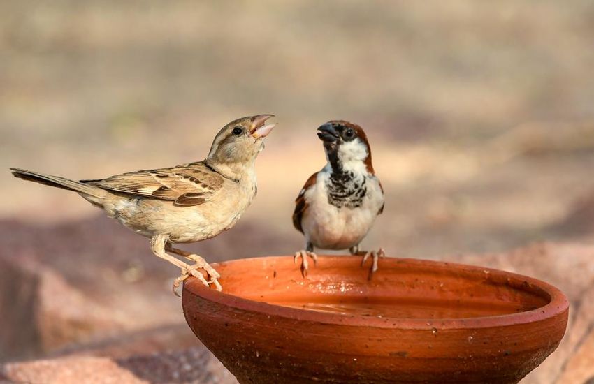 World Sparrow Day : चिडि़या रानी अब हुई पुरानी, गौरैया के गायब होने की पूरी कहानी
