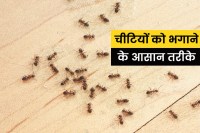 Get rid of ants: चींटियों से हैं परेशान, तो आजमाएं चींटी भगाने का यह रामबाण नुस्खा
