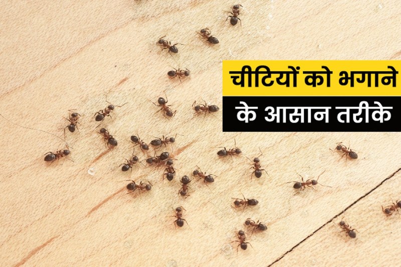 Get rid of ants: चींटियों से हैं परेशान, तो आजमाएं चींटी भगाने का यह रामबाण नुस्खा