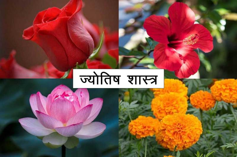 astrology flowers, jyotish shastra in hindi, ज्योतिष शास्त्र, कमल का फूल, गुलाब, गेंदा, गुड़हल का फूल, फूलों के ज्योतिष उपाय, धन प्राप्ति, सुख, संतान प्राप्ति उपाय, ग्रह शांति, astrological tips for happy married life, astrological tips for money,