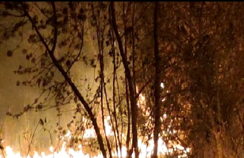 Gujarat News : लुणावाड़ा के समीप जंगल में लगी आग