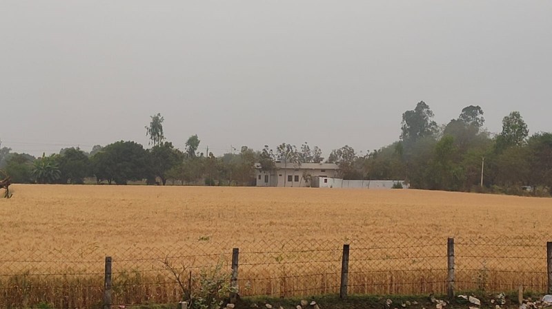 किसानों के काम की खबर : समर्थन मूल्य पर गेहूं बेचना है तो पहले नए नियम समझ लें