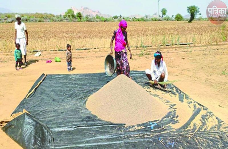 किसानों के हालात: मौसम की मार ने इस बार जीरे की फसल को पहुंचाया नुकसान