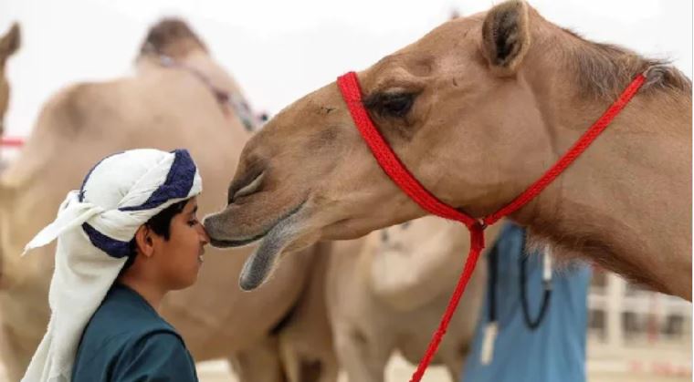 Rare Camel Sold For Crores In Saudi Arabia Before Ramadan