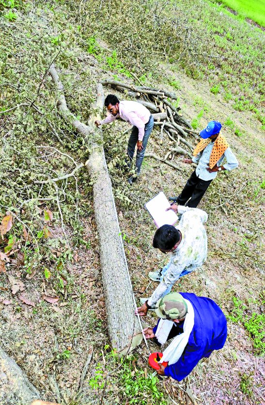 पीरिद में फलदार पेड़ों की अवैध कटाई