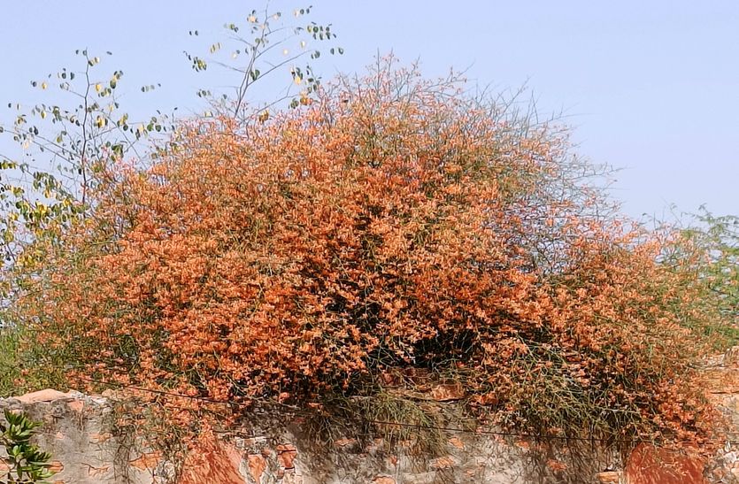 मारवाड़ी मेवा कैर-सांगरी के अस्तित्व पर मंडरा रहा जलवायु परिवर्तन का खतरा