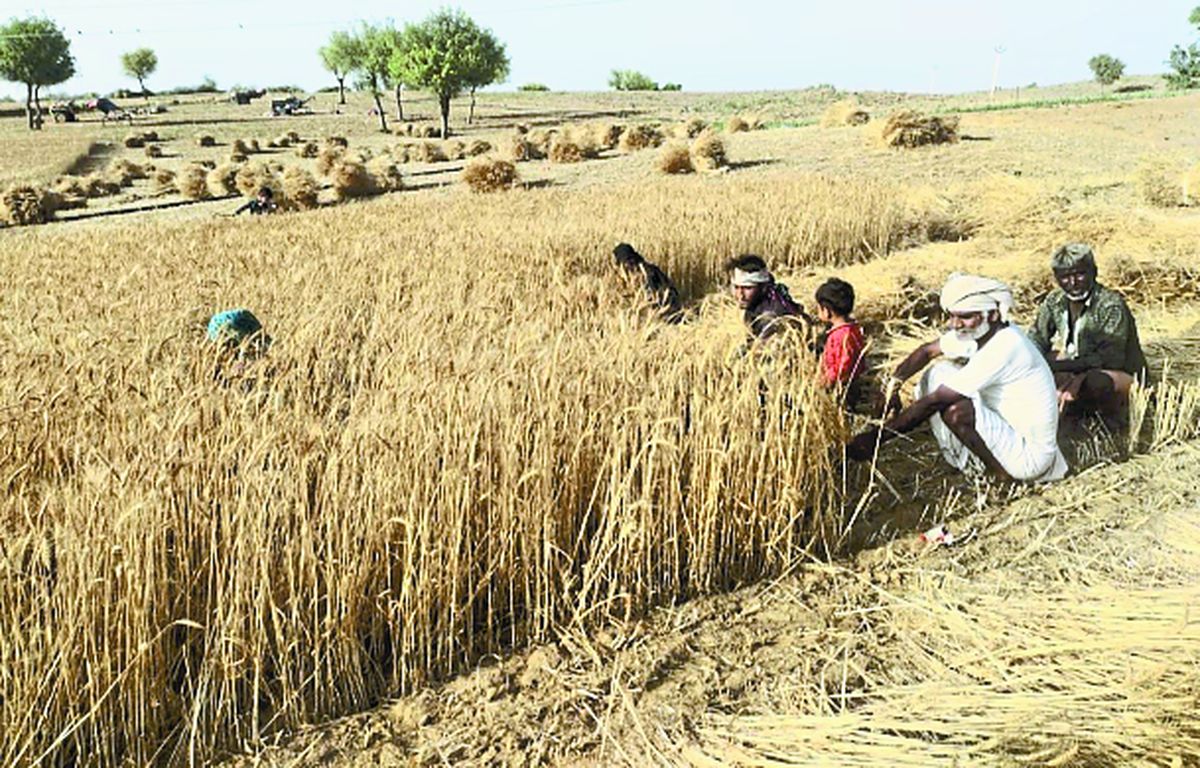 समय से पहले फसलों की कटाई शुरू