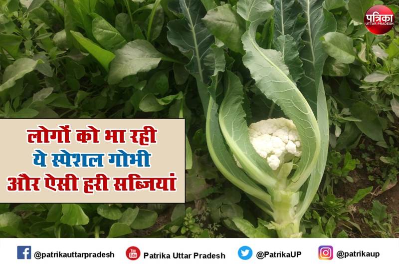 Special Cauliflower : इस फूलगोभी की खासियत जान हो जाएंगे हैरान, हर घर इसके स्वाद का मुरीद