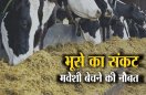 MP में चारे का संकट गहराया... अब मवेशी बेच रहे पशुपालक, कोई भूसे के लिए खेत के खेत खरीद रहा