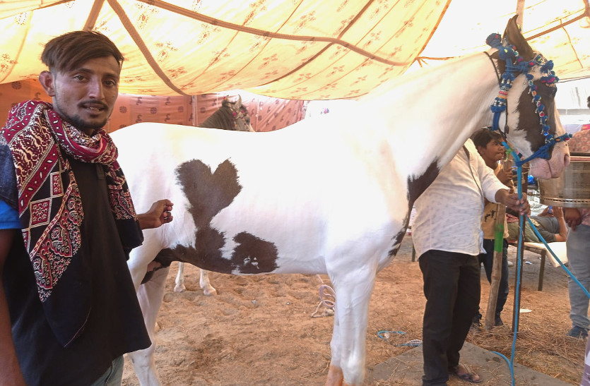 horse sakab in barmer tilwara cattle fair