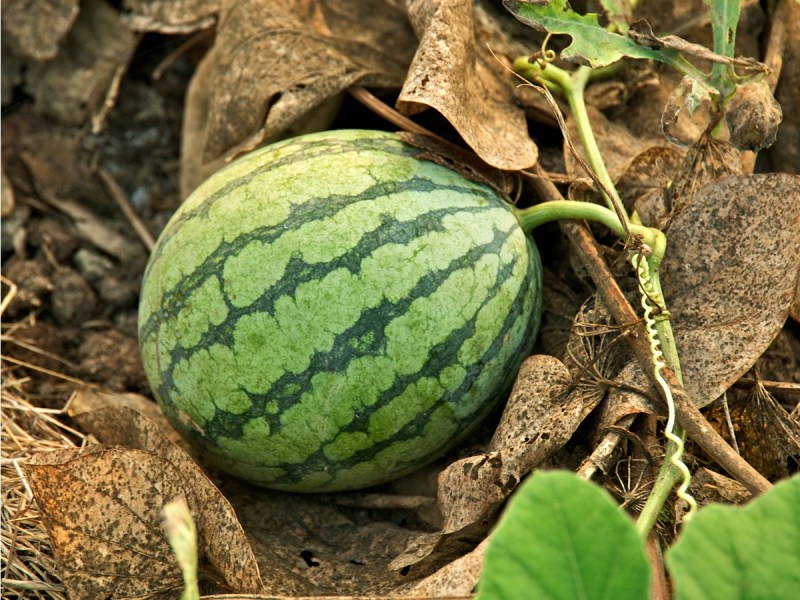 सिर्फ एक तरबूज के लिए छिड़ गया था युद्ध, मर-मिटे थे हजारों सैनिक