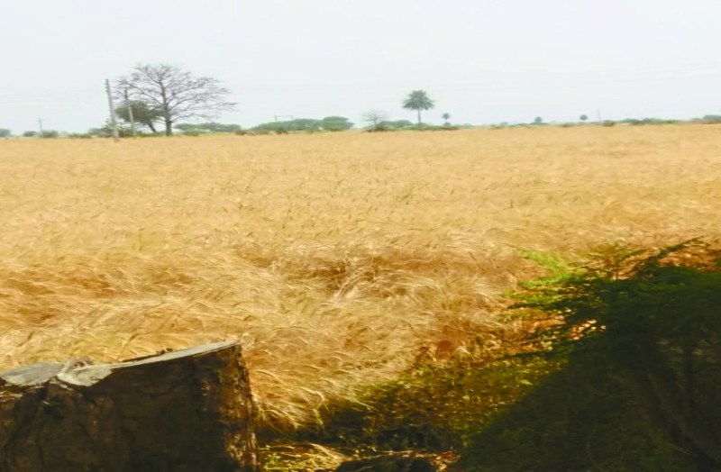 समर्थन मूल्य पर गेहूं बेचने में नहीं दिख रही किसानों की रुचि