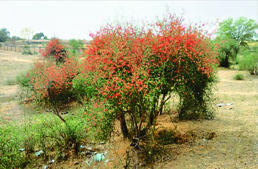 कैर-सांगरी ने बनाई विशिष्ट पहचान