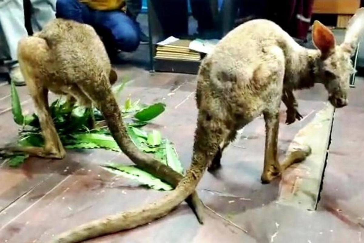 पश्चिम बंगाल के अधिकारियों के लिए बनी पहेली, ऑस्ट्रेलिया से 7000 किलोमीटर दूर भारत कैसे पहुंचे कंगारू