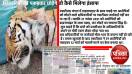 बाघों की तादाद बढऩे का असर: बाघों का इलाका घटा, रिजर्व में टेरिटोरियल फाइट में दो दिन में 2 माह की मादा और दूसरे दिन बाघ की मौत
