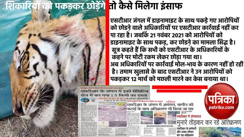 बाघों की तादाद बढऩे का असर: बाघों का इलाका घटा, रिजर्व में टेरिटोरियल फाइट में दो दिन में 2 माह की मादा और दूसरे दिन बाघ की मौत