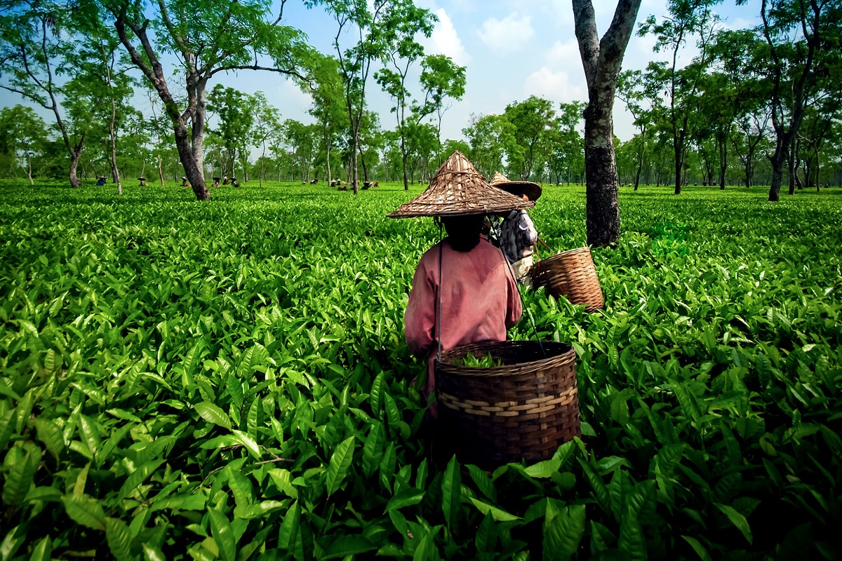 Sri Lankan crisis may help Indian tea exporters