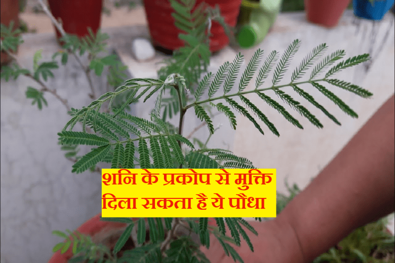 ज्योतिष शास्त्र, शमी का पौधा लगाने के फायदे, शनि देव के प्रकोप से मुक्ति, व्यापार, धन वृद्धि, सुखी दाम्पत्य जीवन, भगवान भोलेनाथ, शनि ग्रह, shami plant importance and benefits, shani dev, shani grah ke upay, shami tree sami plants, 