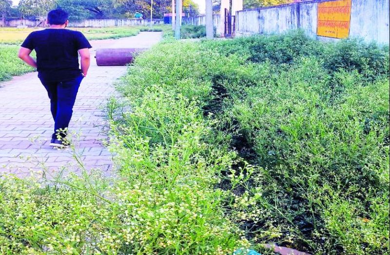 कहीं चर्म रोगी न बना दे गाजर घास