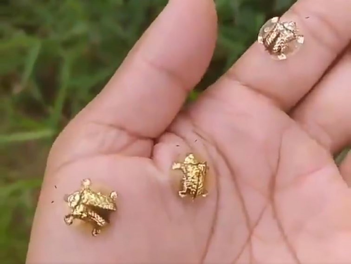 अमेरिका में उड़ते दिखे 'सोने के कछुए' का वीडियो हुआ वायरल