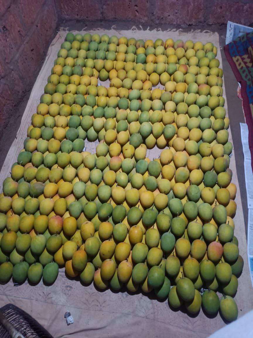 Hapus mango : कोरोना गया तो दो साल बाद दुनिया भर से आई मांग, पर अब महंगाई कर न दे दूर ये मिठास!
