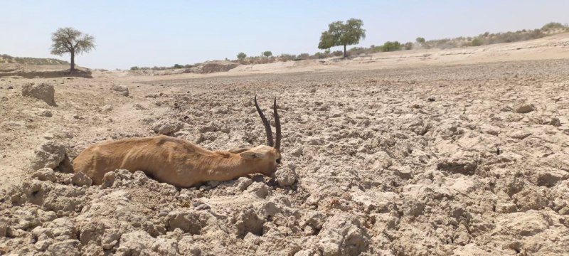 जानवर यहां मरने लगे प्यास से, पानी के इंतजाम की दरकार